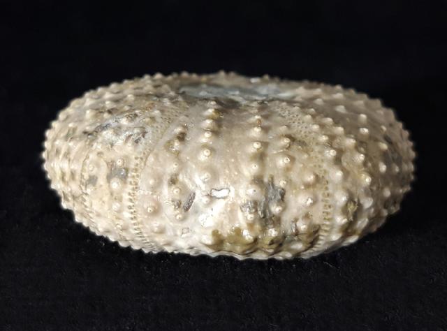 Tetragamma malbosi (AGASSIZ & DESOR 1846) - Bild © FossNet FossilienStore